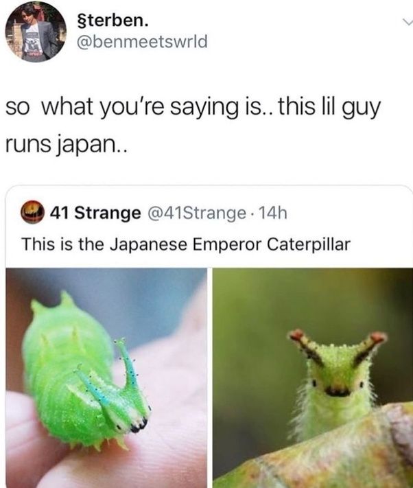 §terben.
@benmeetswrld
so what you're saying is.. this lil guy
runs japan..
41 Strange @41Strange 14h
This is the Japanese Emperor Caterpillar