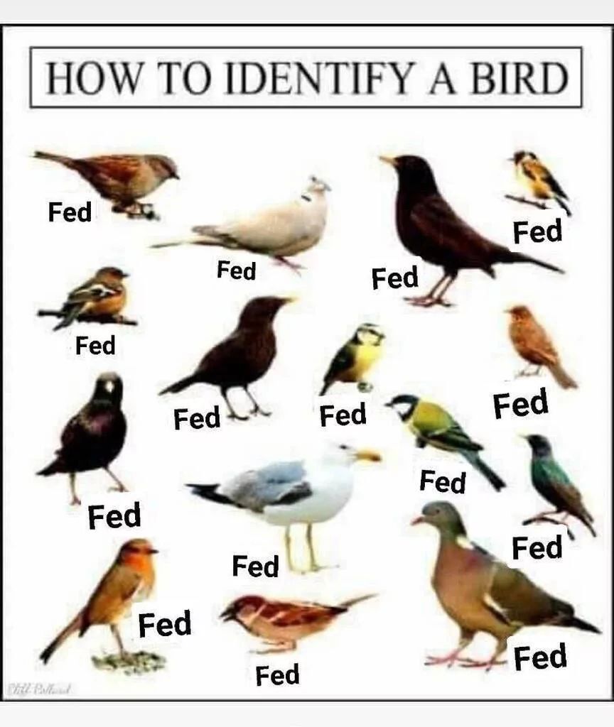 HOW TO IDENTIFY A BIRD
Fed
Chill Blad
Fed
Fed
Fed
Fed
Fed
Fed
Fed
Fed
Fed
Fed
Fed
Fed
Fed
Fed