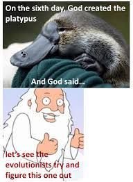 On the sixth day, God created the
platypus
And God said...
let's see the
evolutionists try and
figure this one out