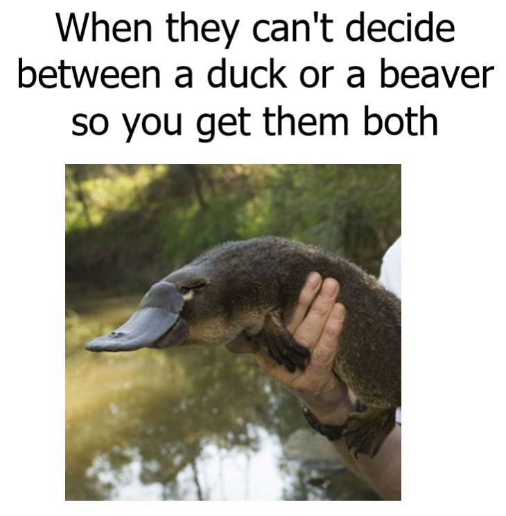 When they can't decide
between a duck or a beaver
so you get them both