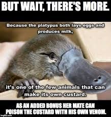 BUT WAIT, THERE'S MORE
Because the platypus both lays eggs and
produces milk,
it's one of the few animals that can
make its own custard.
AS AN ADDED BONUS HER MATE CAN
POISON THE CUSTARD WITH HIS OWN VENOM.