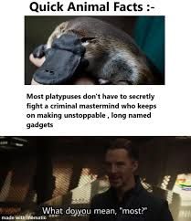 Quick Animal Facts :-
Most platypuses don't have to secretly
fight a criminal mastermind who keeps
on making unstoppable, long named
gadgets
What do you mean, "most?"