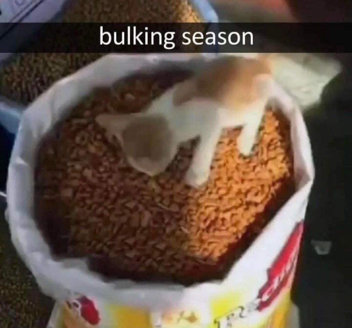 bulking season