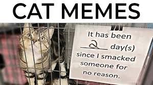 CAT MEMES
It has been
2
day(s)
since I smacked
someone for
no reason.