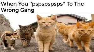 When You "pspspspsps" To The
Wrong Gang