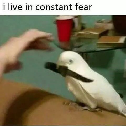 i live in constant fear