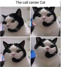 The call center Cat