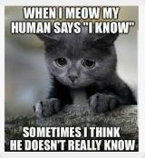 WHEN I MEOW MY
HUMAN SAYS "I KNOW"
SOMETIMES I THINK
HE DOESN'T REALLY KNOW