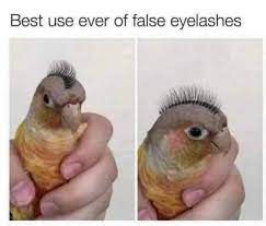 Best use ever of false eyelashes