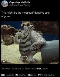 An image of a cephalopod clinging to a pipe, with the text "Cephalopods Daily. This might be the most confident I've seen anyone." below.