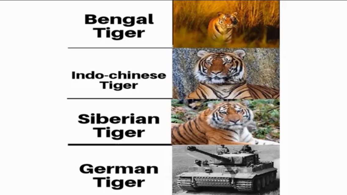 A four-panel image comparing different types of tigers. The first three panels show a Bengal tiger, an Indo-Chinese tiger, and a Siberian tiger, each with a photo of the animal. The fourth panel shows a German Tiger tank, with the text "German Tiger".