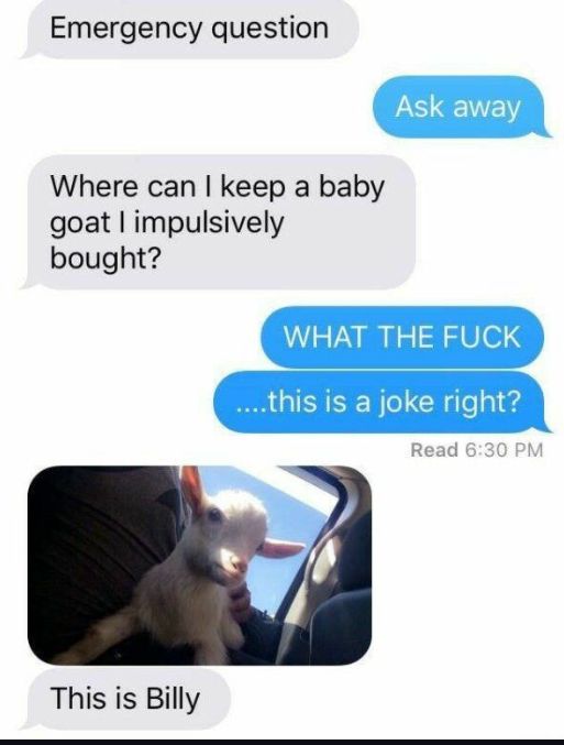 A text message conversation shows someone asking an "emergency question" about where to keep a baby goat that they impulsively bought. The other person replies with "WHAT THE FUCK. ...this is a joke right?" Then, there is a picture of a baby goat with the caption "This is Billy."