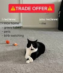 A black and white cat sits on a grey carpet. There is an orange ball and a toy mouse in front of the cat. The meme says "A TRADE OFFER". On the left it says "I recieve: - nice home - gravy tubes - pets - birb watching". On the right it says "you recieve: - me".