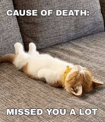 A cat is lying on its back on a couch with the text 'Cause of death: Missed you a lot.' written on the image.