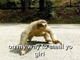 An image shows a sloth walking on a paved road, with the text "on my way to steal yo girl" overlaid on the bottom of the image.