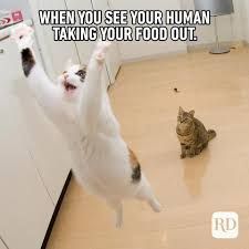 A photo of two cats, one of them is jumping up with both paws in the air, as if in a frantic state, and another one is sitting still, looking at the jumping cat, on a wood floor with text above the two cats that says: "WHEN YOU SEE YOUR HUMAN TAKING YOUR FOOD OUT."