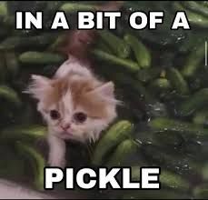 A small, fluffy kitten is sitting in a pile of green pickles. Above the kitten, the text reads "IN A BIT OF A" and below the kitten the text reads "PICKLE."