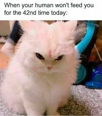 A white fluffy cat with a grumpy expression. Text overlay: "When your human won't feed you for the 42nd time today:"