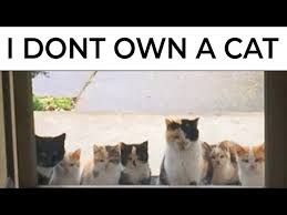 A group of seven cats are lined up behind a glass door. The text above them says, "I DONT OWN A CAT".