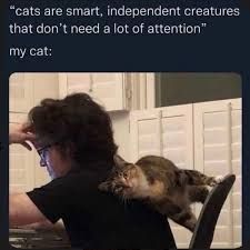 A person is sitting at a desk with their back to the camera. A cat is draped over their shoulders. The text above the image reads, "cats are smart, independent creatures that don't need a lot of attention" my cat: