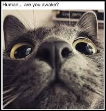 A close up of a cat's face with big eyes. The text reads "Human... are you awake?"