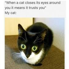 A black and white cat with large, green eyes stares intently at the camera. The text above the image says, "When a cat closes its eyes around you it means it trusts you" My cat: