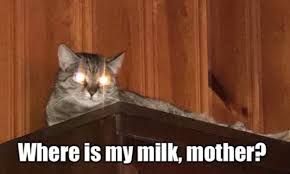 A cat with glowing eyes is sitting on a wooden surface. The text on the image reads: "Where is my milk, mother?"