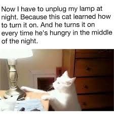 A white cat is reaching towards a lamp on a desk, with the text: "Now I have to unplug my lamp at night. Because this cat learned how to turn it on. And he turns it on every time he's hungry in the middle of the night."