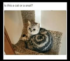 A cat with grey and black swirling patterns is curled up on a carpeted cat tree, making it resemble a snail. The image asks the question, "Is this a cat or a snail?"