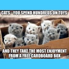 A group of adorable kittens is sitting in a cardboard box. The text says, "CATS - YOU SPEND HUNDREDS ON TOYS AND THEY TAKE THE MOST ENJOYMENT FROM A FREE CARDBOARD BOX."