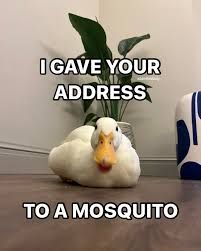 A duck is sitting on the floor, and the text on the image reads, "I gave your address to a mosquito."