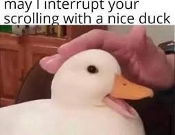 A close up shot of a white duck being pet on the head by a person with the text "may I interrupt your scrolling with a nice duck".