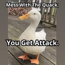 A white duck stands on a wooden deck. The text overlaid on the image reads, "Mess with the quack, You get attack."