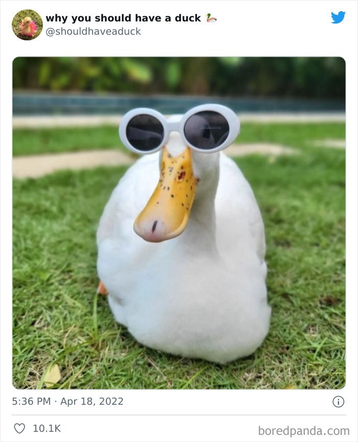 A white duck is wearing big, round, white sunglasses. The text says 'why you should have a duck'.