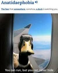 A picture of a duck looking through an airplane window. The text on the image reads: "Anatidaephobia. The fear that somewhere, somehow, a duck is watching you. You can run, but you can never hide."