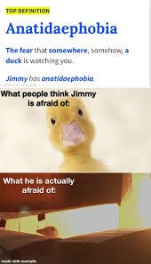 The meme shows the definition of Anatidaephobia, which is the fear that a duck is watching you. Then, it shows a picture of a cute duckling and asks what people think the duck, named Jimmy, is afraid of. The bottom half of the meme shows a small bird hiding in a wooden structure, showing what Jimmy is actually afraid of.