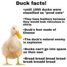 A white duck is pictured on the left, and on the right is a list of "Duck facts!" which includes: "until 1995 ducks were classified as pond cats", "They have feathers because they would look ridiculous in shirts", "Duck's feet made of cheese", "The duck's natural enemy is explosion", "Ducks can't go into space on their own", and "Bread bread bread bread breab breadd bread".