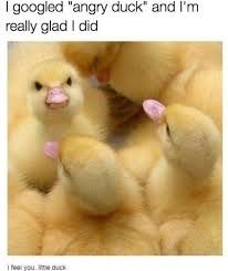 A photo of multiple fluffy yellow ducklings. One in the front appears to have an angry expression. The text on the image reads, "I googled \"angry duck\" and I'm really glad I did. I feel you, little duck."