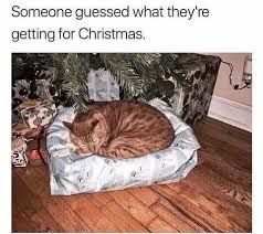 An orange tabby cat sleeps on a gift-wrapped pillow under a Christmas tree. The image text says: "Someone guessed what they're getting for Christmas."