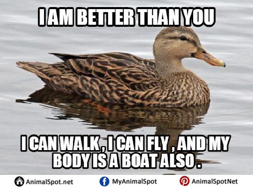 A duck is floating on water. The text above it says: "I am better than you." The text below it says: "I can walk, I can fly, and my body is a boat also."