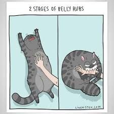 A cartoon drawing split into two panels. The left panel shows a grey cat lying on its back with its paws in the air, while a hand pets its belly. The right panel shows the same cat, now curled up in a ball, angrily biting the same hand, with claws out and ears back. Above the two panels reads "2 STAGES OF BELLY RUBS". At the bottom of the right panel is the text "LINSI.STOY.COM".