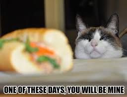 A cat looks at a sandwich with text "One of these days, you will be mine."