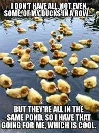 A photo of many ducklings swimming together in a pond. The text on the image says: "I don't have all, not even some, of my ducks in a row. But they're all in the same pond, so I have that going for me, which is cool."