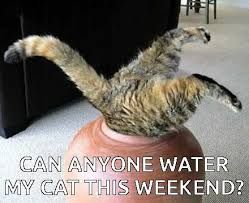 A tabby cat is upside down with its head in a pot, its legs and tail sticking out. The text on the image says, "Can anyone water my cat this weekend?"