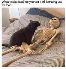 A black cat sits on the chest of a skeleton lying in a bed. The text on the image says, "When you're dead, but your cat is still bothering you for food:".