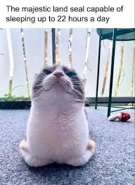 A white and grey cat sitting upright with its head tilted back. The text on the image says, "The majestic land seal capable of sleeping up to 22 hours a day."