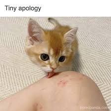 An orange kitten is licking a person's knee. There are some minor scratches on the knee. The text "Tiny apology" is above the kitten.