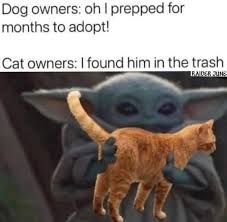 The image shows a scene with a Baby Yoda figure holding an orange cat. Above this scene, text reads: "Dog owners: oh I prepped for months to adopt! Cat owners: I found him in the trash."