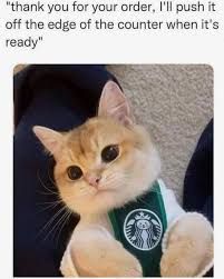 A cute cat is wearing a green Starbucks apron. The cat looks into the camera. The text says "thank you for your order, I'll push it off the edge of the counter when it's ready."