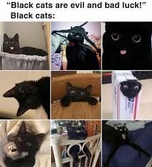 The image shows a nine-panel grid of black cats in various poses and situations. Above the grid of black cat pictures is the text "Black cats are evil and bad luck!" followed by "Black cats:".